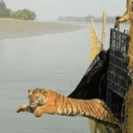 sundarban trip