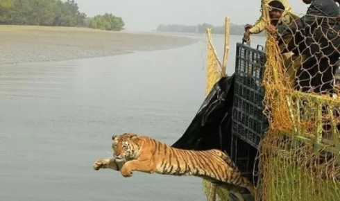 Sundarban Trip: A Journey into India’s Most Mysterious Wilderness
