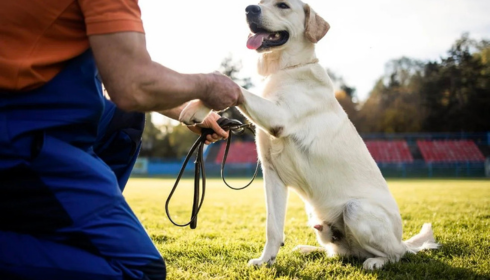 Why Real Dog Training Results Come From Understanding Behavior